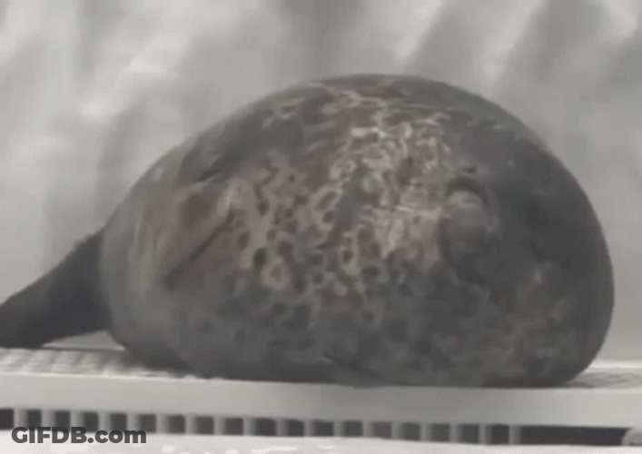 Seal Tired Lying On The Ground GIF