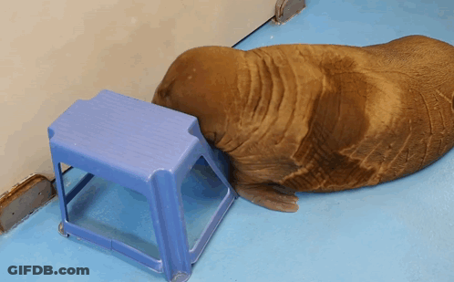 Seal Walking Down Stairs Coming GIF