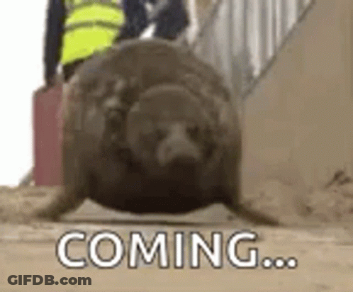 Seal Walking Down Stairs Coming GIF