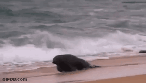 Seal Walking On Beach GIF
