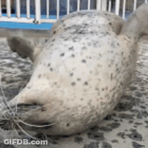 Seal Want Someone To Touch GIF