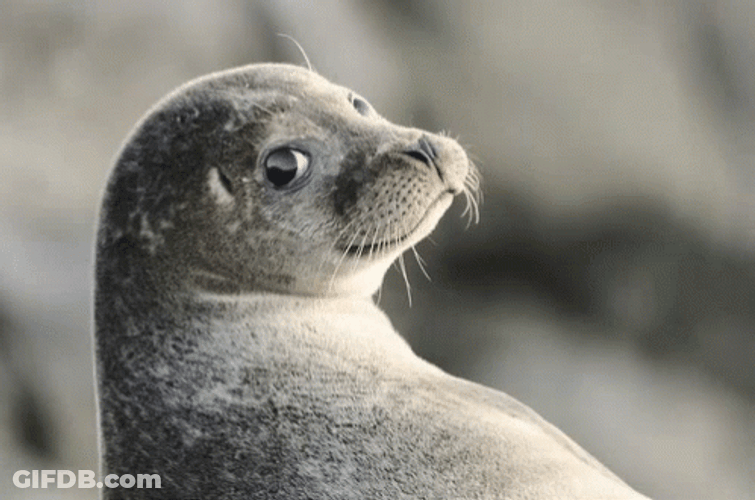 Seal Wearing Eyeglasses GIF