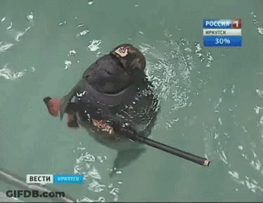 Seal Wearing Military Hat In Water GIF