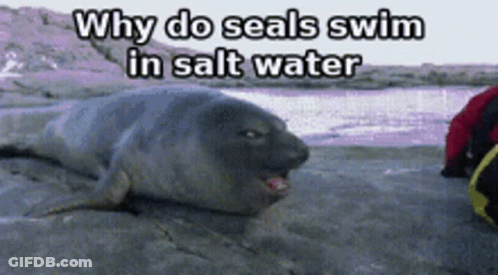 Seal Why Do Seals Swim In Salt Water GIF
