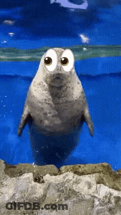 Seal With Big Eyes In Water GIF