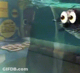 Seal With Big Eyes Swimming In Aquarium GIF
