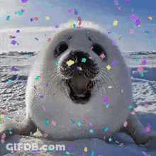 Seal With Confetti Coming Out Of Mouth GIF