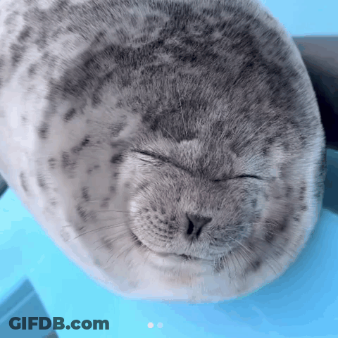 Seal With Eyes Closed GIF