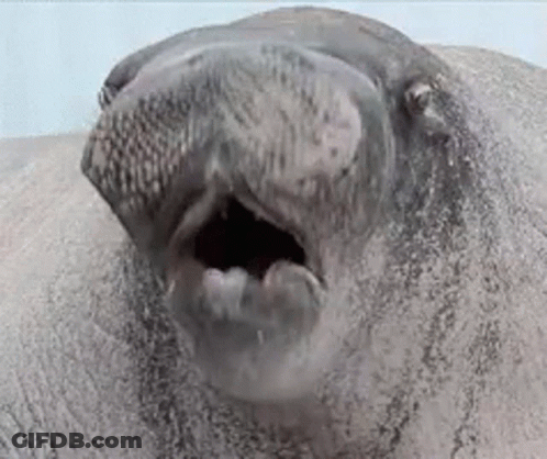 Seal With Mouth Open And Beard GIF