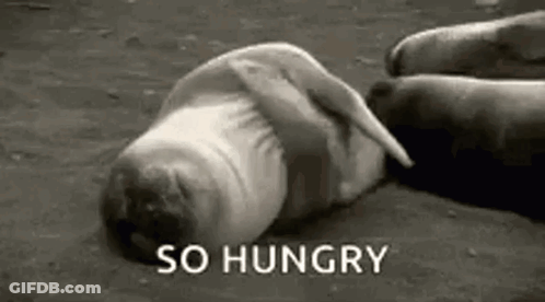 Seal With So Hungry Text GIF