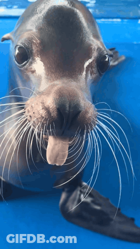 Seal With Tongue Out GIF