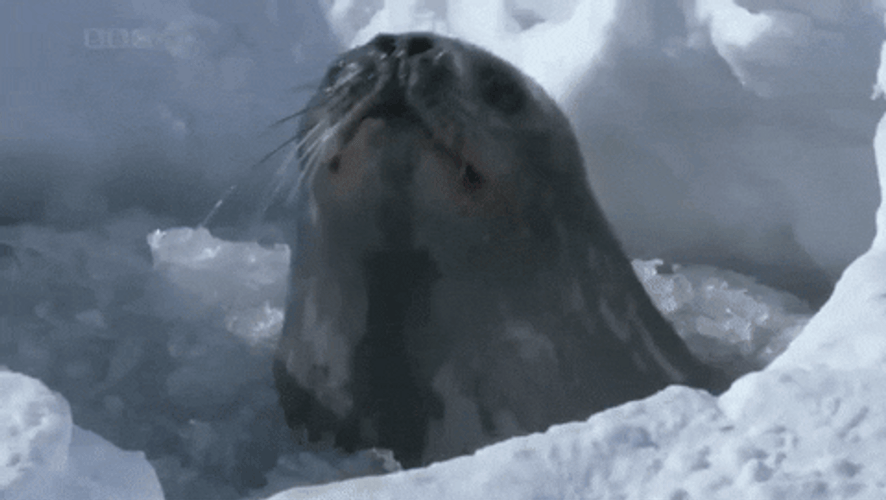 Seal Yelling Ahhh GIF