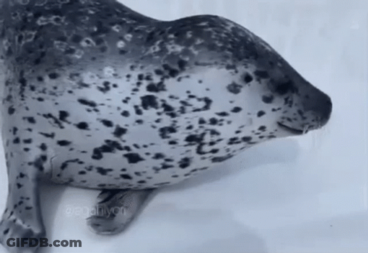 Seal GIF