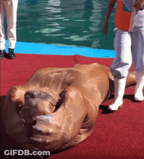 Sealion Trained To Work Out GIF