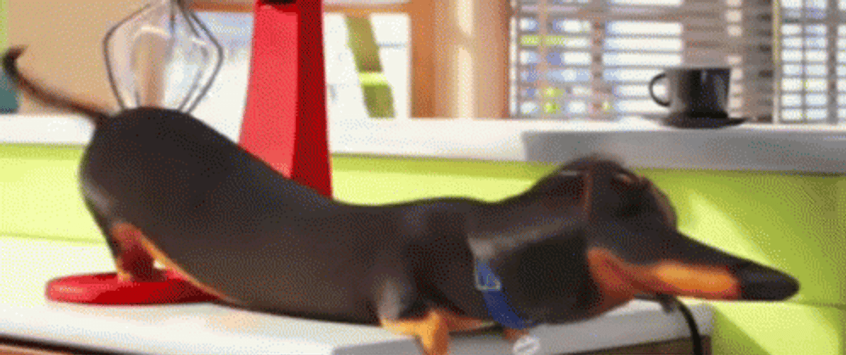 Secret Life Massage Wiener Dog GIF