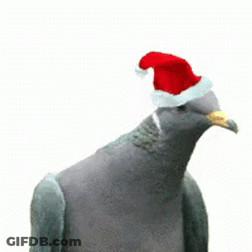 Secret Santa Pigeon GIF