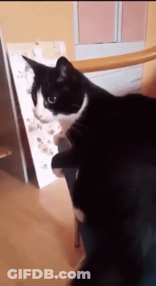 Self Harm Jumping El Gato Meme GIF