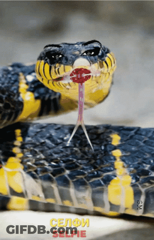 Selfie Anaconda Snake GIF