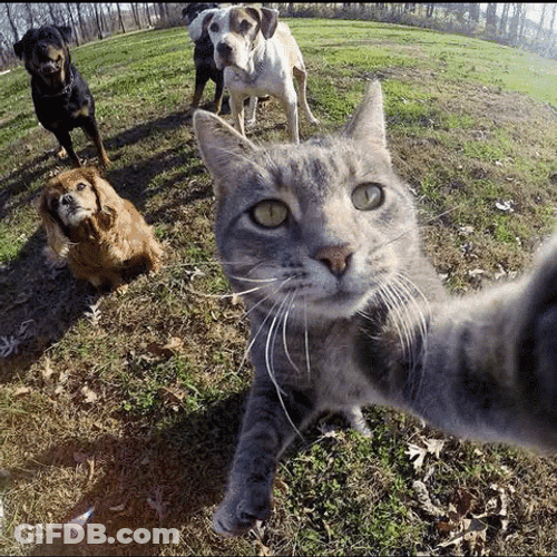Selfie GIF
