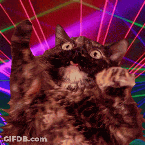 Selkirk Rex Party Cat Dance GIF