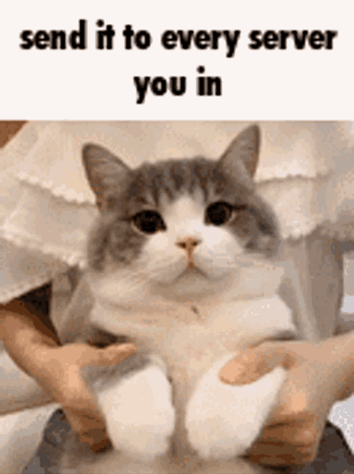 Send It Cat Server GIF