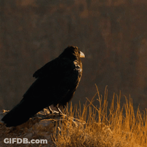 Sending A Raven Flying GIF