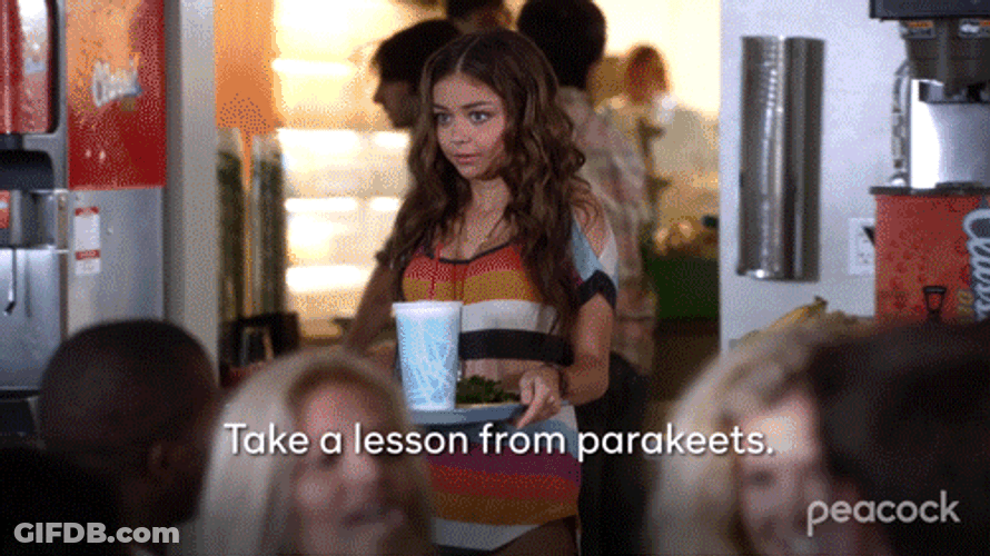 Senior Year Take Lesson From Parakeets GIF