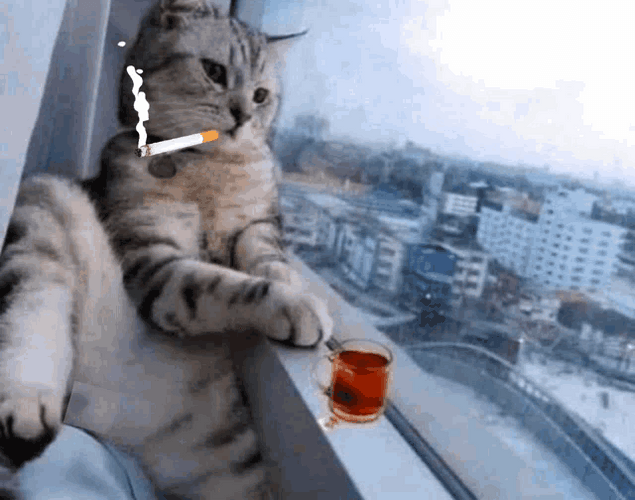 Sentimental Sad Cat Smoke GIF