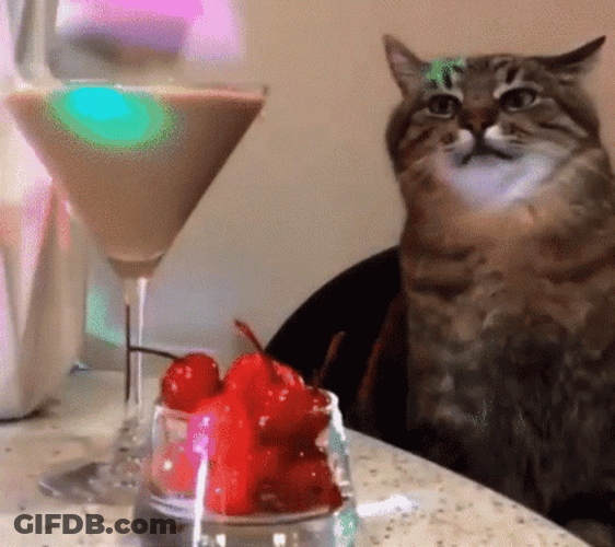 Serbian Party Cat Dance GIF