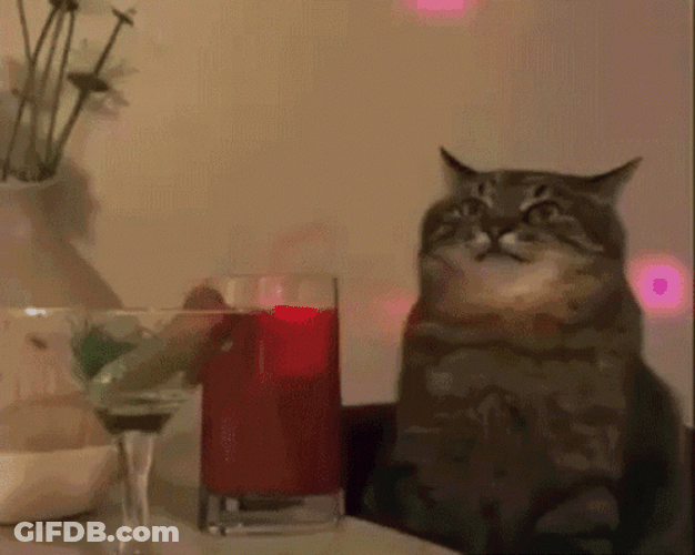 Serbian Party Cat GIF