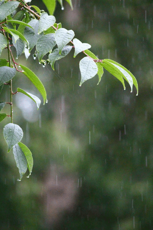 Serenity Now Rain On Leaves GIF