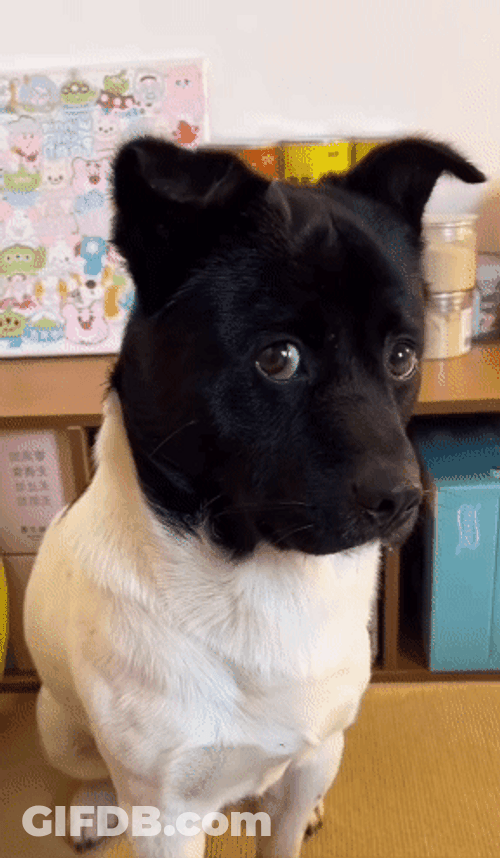 Serious Black White Funny Dog Meme GIF