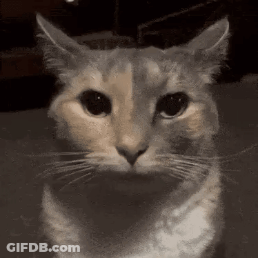 Serious Cat Close Up Staring At Camera GIF