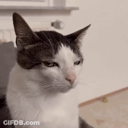 Serious Cat Close Up GIF