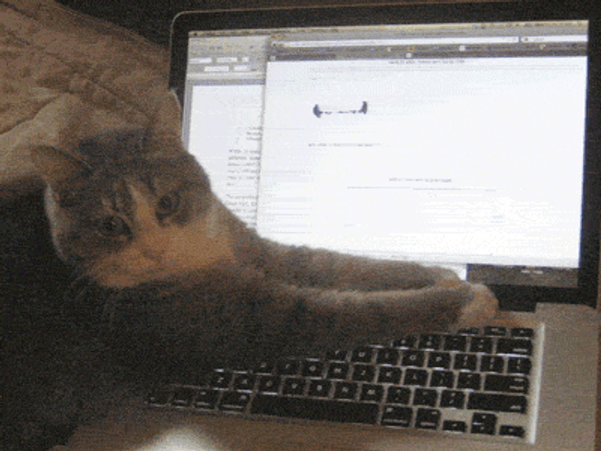 Serious Cat Typing On Keyboard GIF