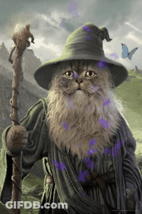 Serious Cat Wizard GIF