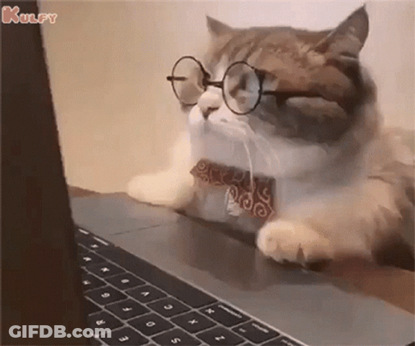 Serious Cat Work From Home GIF