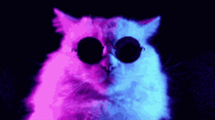 Serious Cool Cat Sunglasses Turning Head Slow GIF