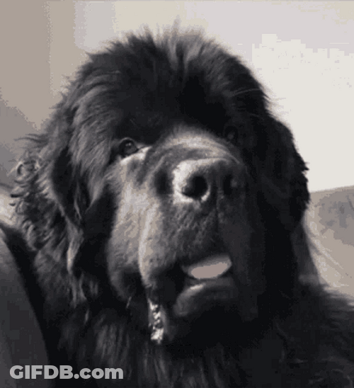 Serious Face Cute Black Dog Seriously Reaction GIF