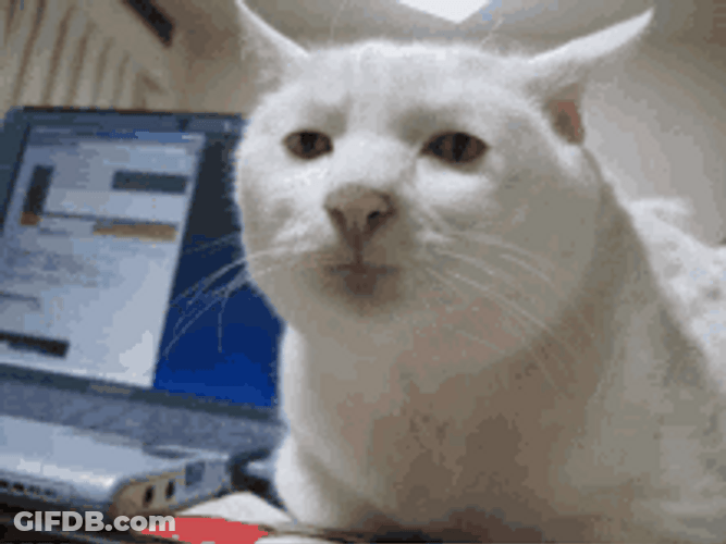 Serious Face Funny Human Face Cat GIF