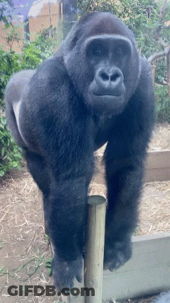 Serious Gorilla On Wooden Post GIF