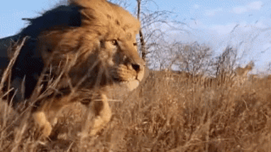 Serious Lion Running GIF