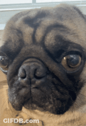 Serious Pug Dog Close Up GIF