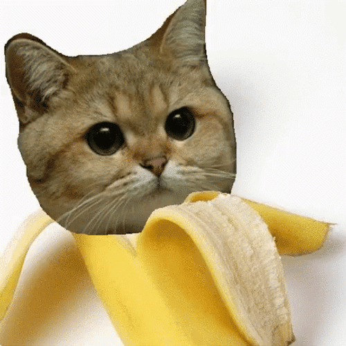 Serious Stare Banana Cat Meme GIF