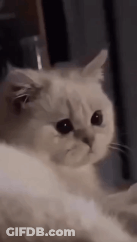 Serious White Cat Looking At Camera GIF
