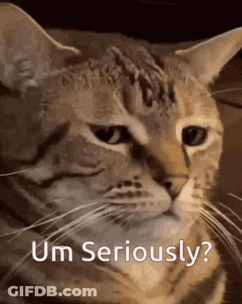 Seriously Cat Reaction Zoom Side Face Meme GIF