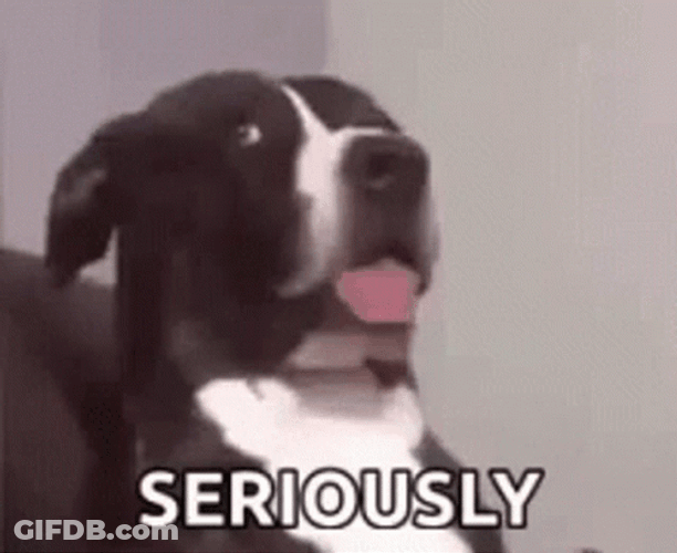 Seriously Oh Really Head Turn Dog Meme GIF