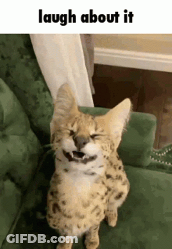 Serval Cat Sitting Laughing GIF