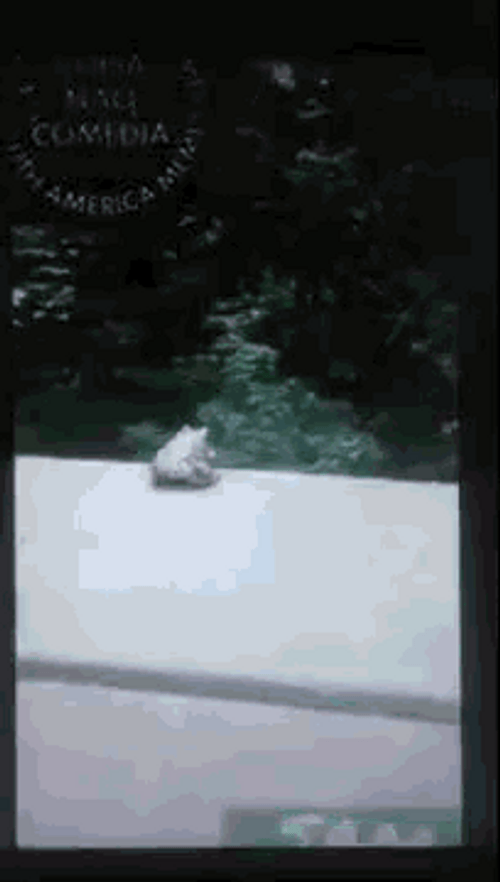 Sesame Street Kermit Suicide Frog Jumps Off GIF