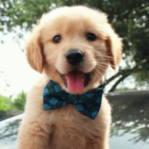 Seungmin And Cute Little Dogs GIF